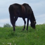 When Everyone Knows the Risk