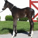 Derby Material or Not, Black Onyx is Cool